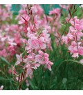 Gaura lindheimeri