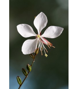 Gaura lindheimeri