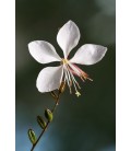 Gaura lindheimeri