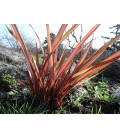 Phormium tenax rubrum