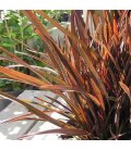 Phormium tenax rubrum