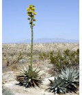 Agave ferox