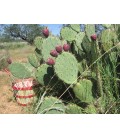 Opuntia spp.