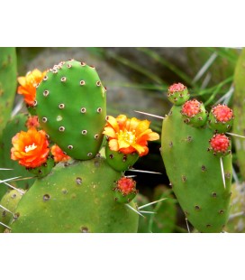 Opuntia spp.