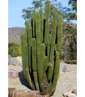 Trichocereus spachianus