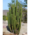 Trichocereus spachianus