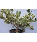 Ligustrum Japonica Variegatum