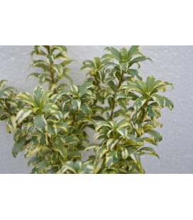 Pittosporo nano variegato