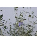 Teucrium