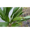 Aspidistra elatior