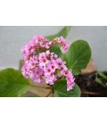 Bergenia cordifolia