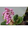 Bergenia cordifolia