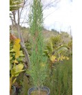 Cupressus Nigra