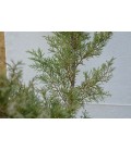 Juniperus chinensis