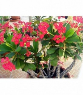 Euphorbia milii