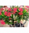 Euphorbia milii