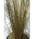 Pennisetum