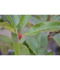 Photinia red robin