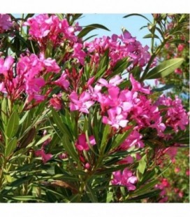 Nerium oleander