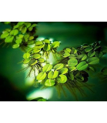 Salvinia minima