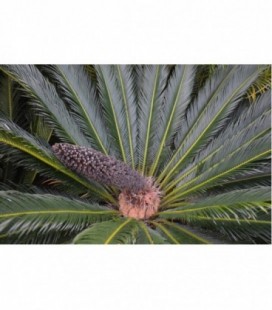 Cycas revoluta