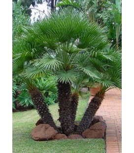 Chamaerops humilis