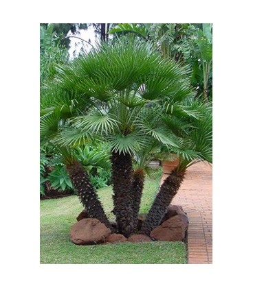 Chamaerops humilis