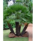 Chamaerops humilis