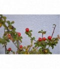 Cotoneastro orizzontale