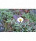 Erigeron karvinskianus