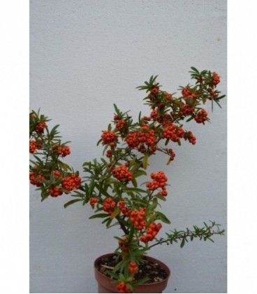 Crataegus pyracantha coccinea