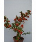 Crataegus pyracantha coccinea