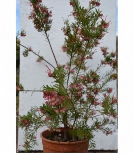 Grevillea juniperina