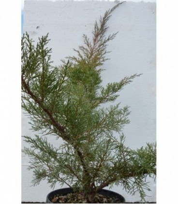 Juniperus chinensis