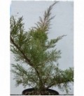 Juniperus chinensis