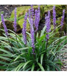 Liriope muscari