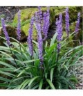 Liriope muscari