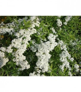 Spirea ulmaria