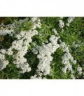 Spirea ulmaria