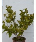 Ligustrum texanum verde