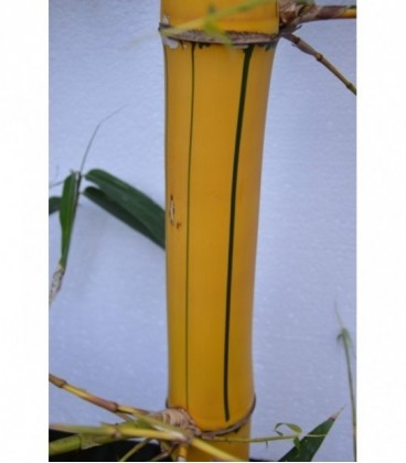 Bamboo gigante variegato