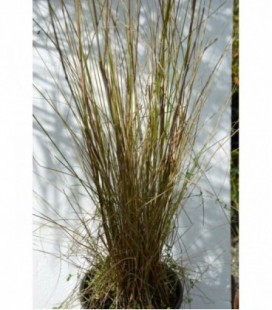 Pennisetum