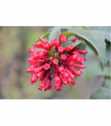 Cestrum