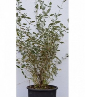 Teucrium