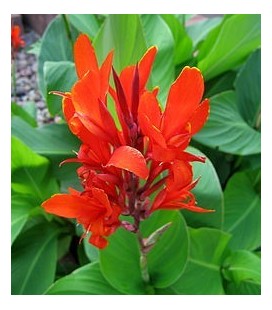 Canna indica