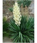 Yucca gloriosa