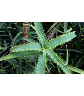 Aloe arborescens