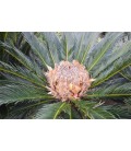Cycas revoluta