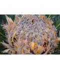 Cycas revoluta