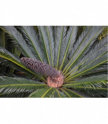 Cycas revoluta